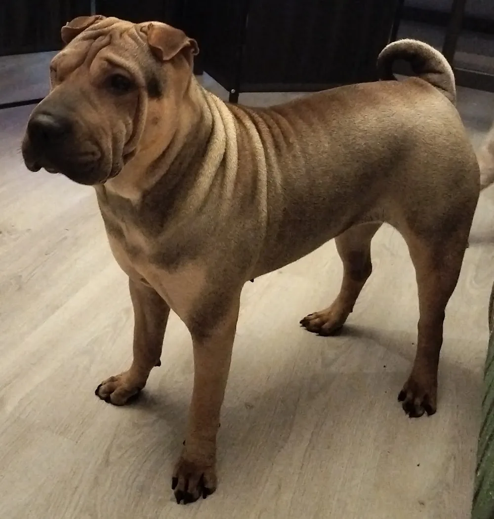 Kennel Familia Valiente - Pirkanmaa pet otel