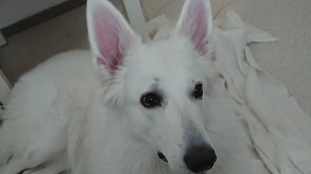 Salenan kennel ja eläintarvike ky - Pirkanmaa pet otel