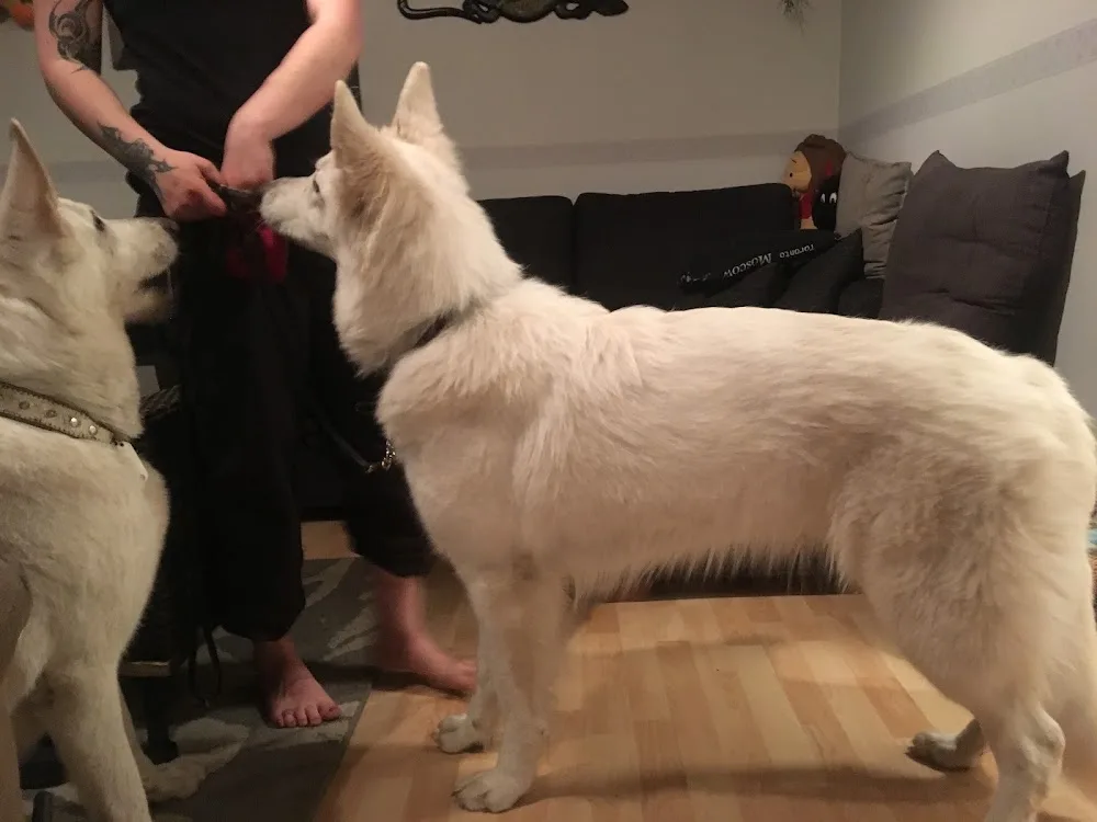 Salenan kennel ja eläintarvike ky - Pirkanmaa pet otel görseli 3