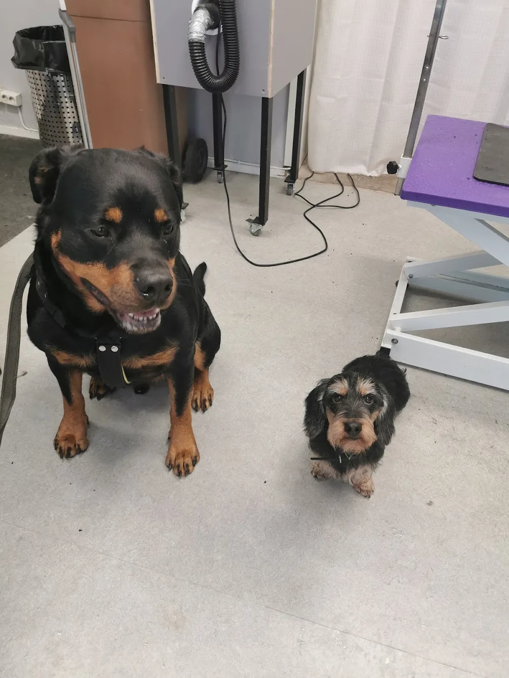 Trimmausliike Dogtrim - Pirkanmaa pet otel görseli 7