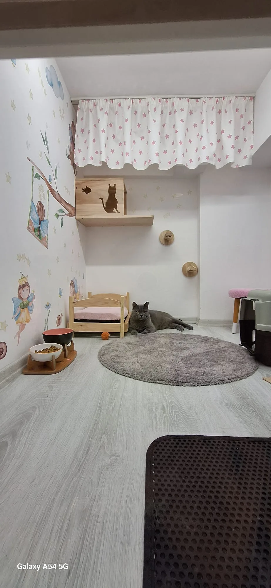 Pisi Pisi Pansiyon | Kedi Oteli | Kedi Pansiyonu | Pet Otel - Istanbul pet otel görseli 3