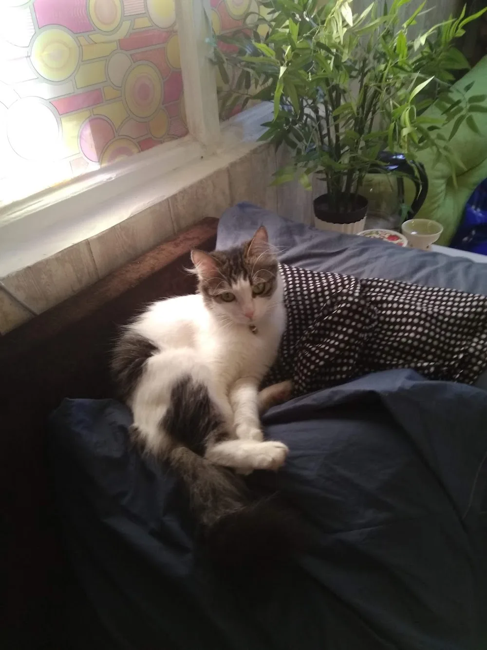 pisipalas kedi pansiyonu - Istanbul pet otel görseli 2