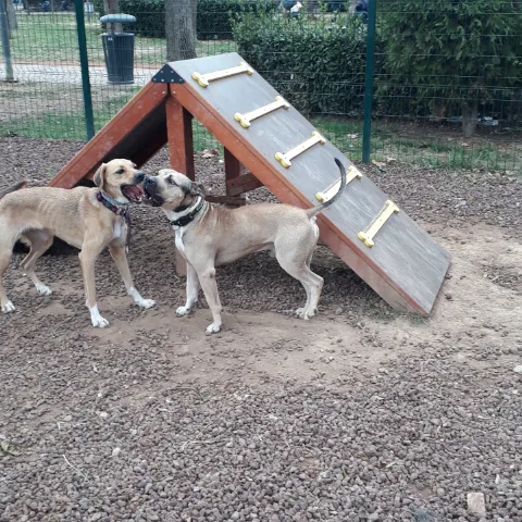 pisipalas kedi pansiyonu - Istanbul pet otel görseli 4