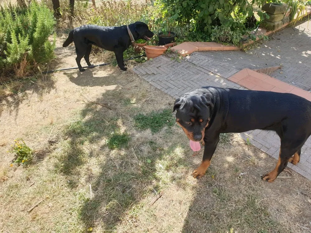 Doggy Holidays - Pensione per cani - Pistoia pet otel