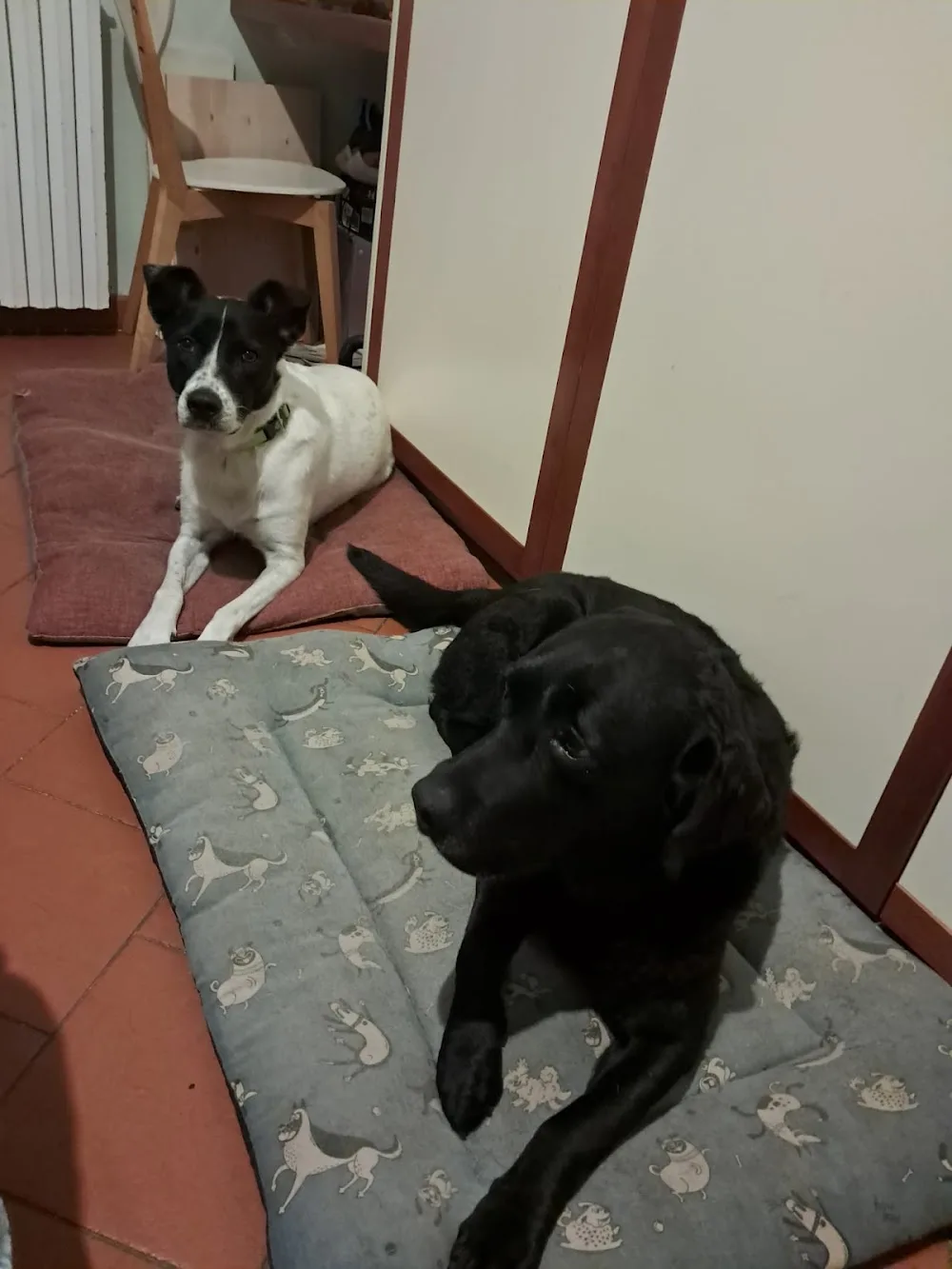 Doggy Holidays - Pensione per cani - Pistoia pet otel görseli 3