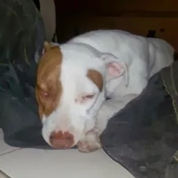 Doggy Holidays - Pensione per cani - Pistoia pet otel görseli 9