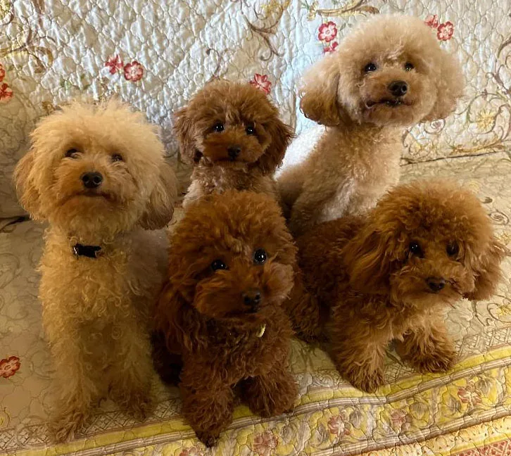 Gingerfamily - Pistoia pet otel