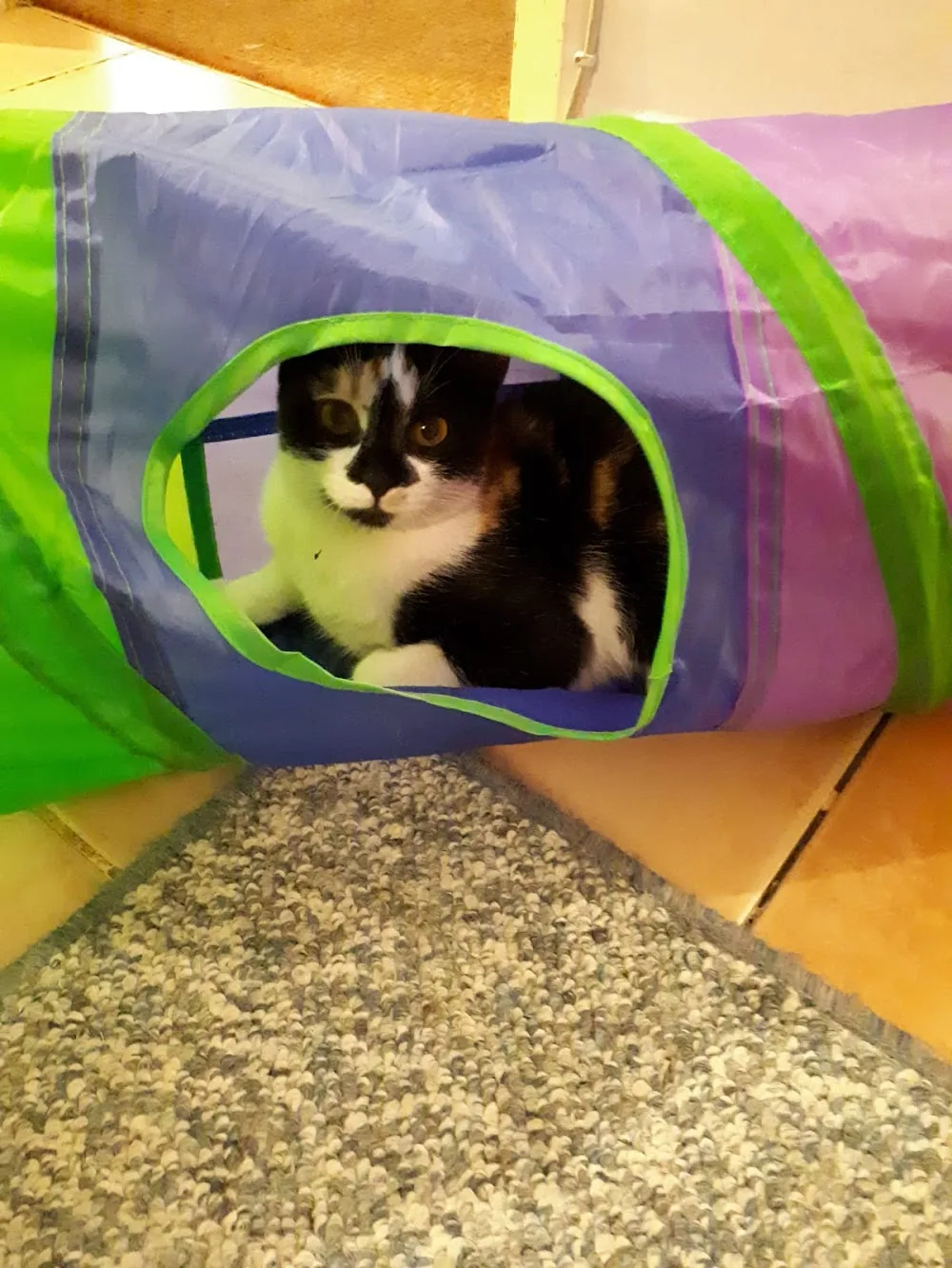 Pıtırcık Kedi Oteli - ANKARA - Ankara pet otel