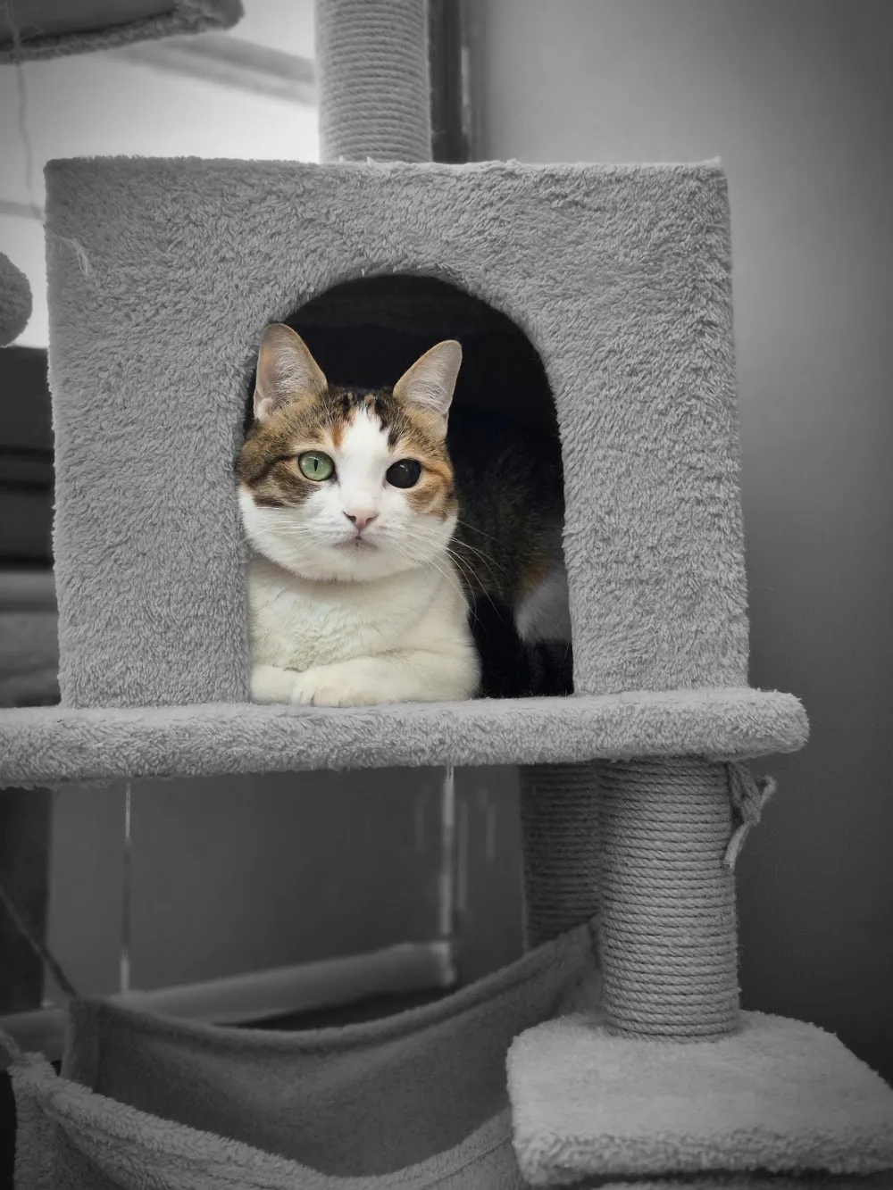 Pitosh Home CAT HOTEL - Ankara pet otel görseli 3