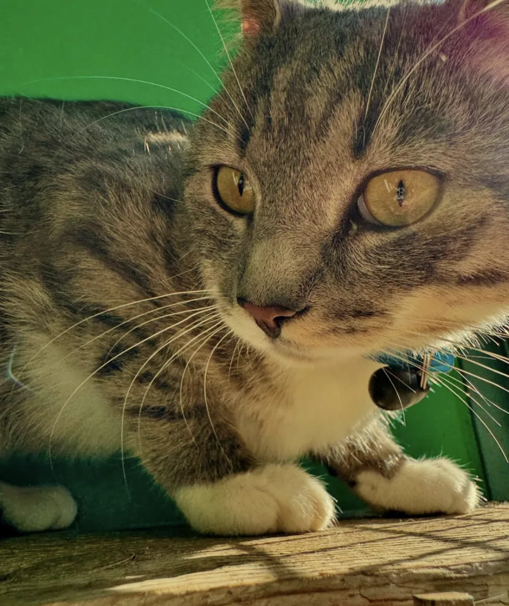 Copsale Cattery - Plummers Plain pet otel
