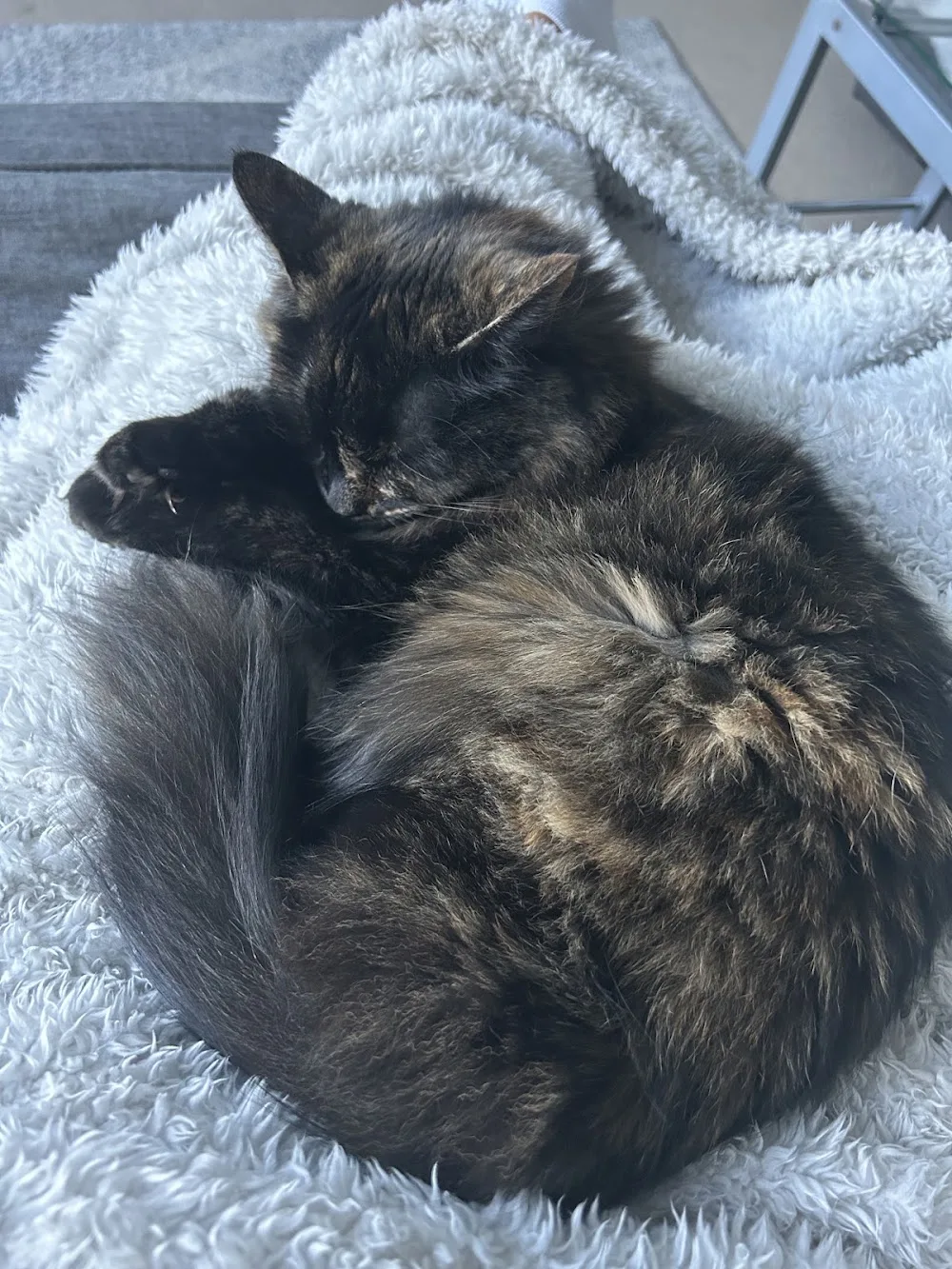 Copsale Cattery - Plummers Plain pet otel görseli 3