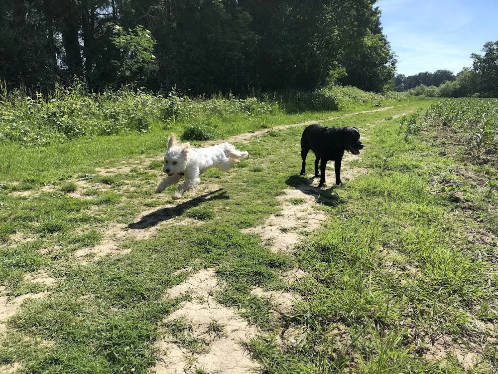 Doggie Rambles: Dog Walking, Daycare and Boarding - Horsham/Warnham/Broadbrige Heath + Boarding Licence No. L1/21/0592/HOMEB - Plummers Plain pet otel görseli 3