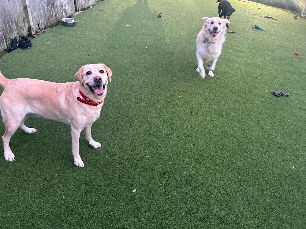 Hammerpond Kennels and Cattery - Plummers Plain pet otel