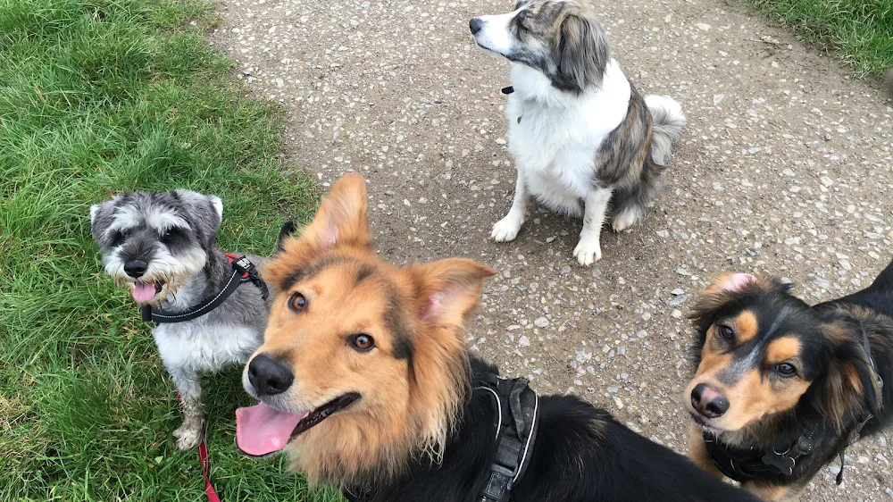 Horsham Pet Care - home-based day care, boarding & walking - Plummers Plain pet otel