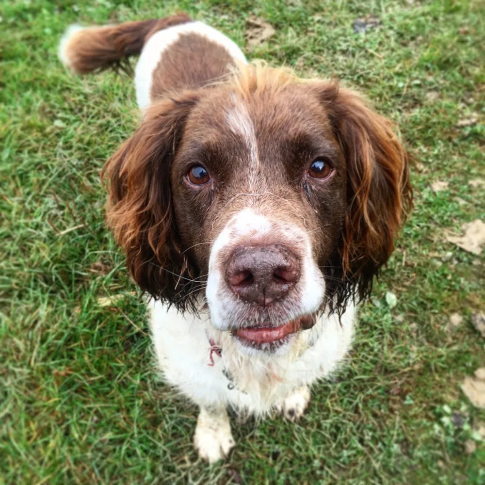 Horsham Pet Care - home-based day care, boarding & walking - Plummers Plain pet otel görseli 3