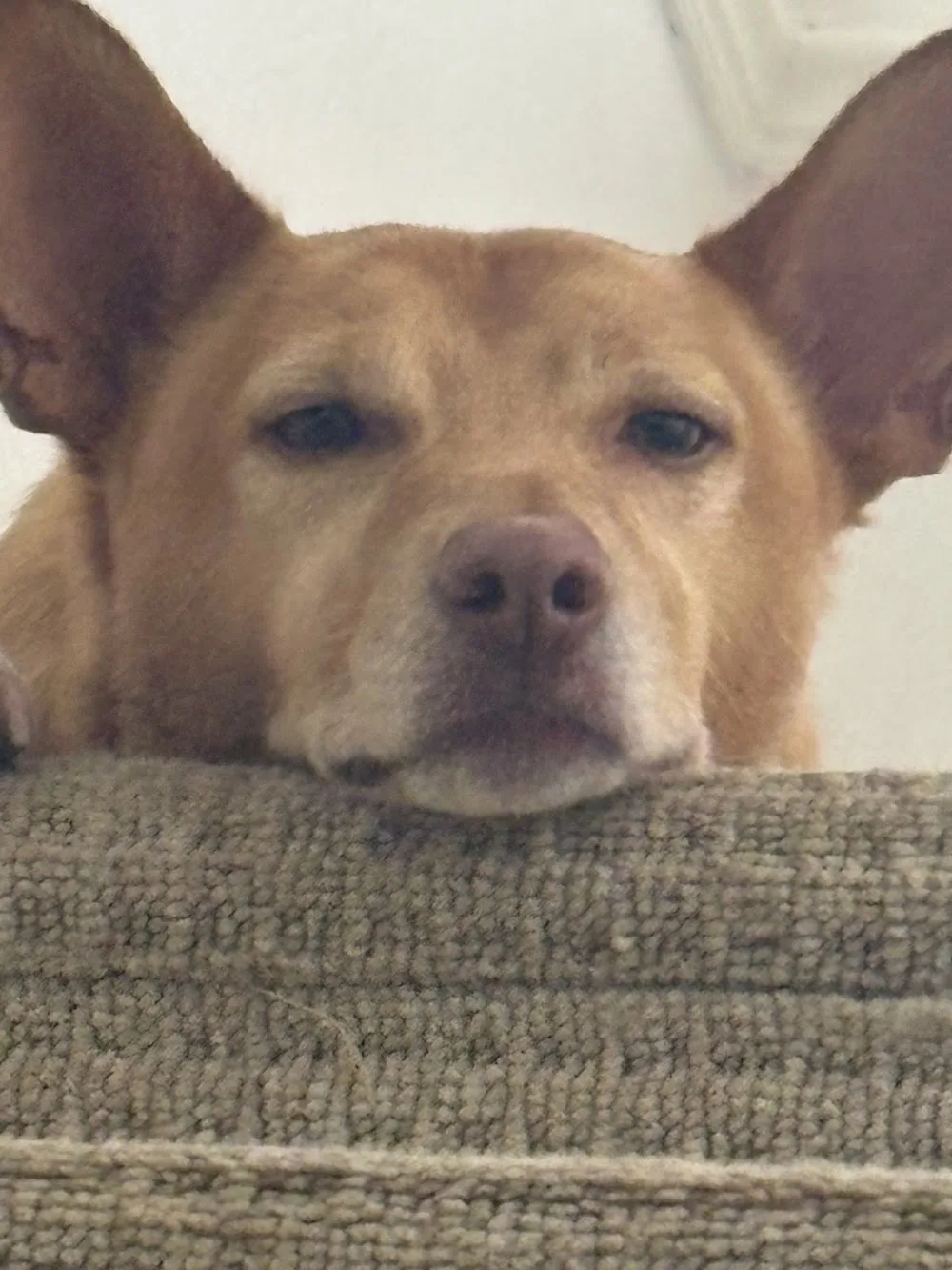 Springfield Kennels - Plummers Plain pet otel