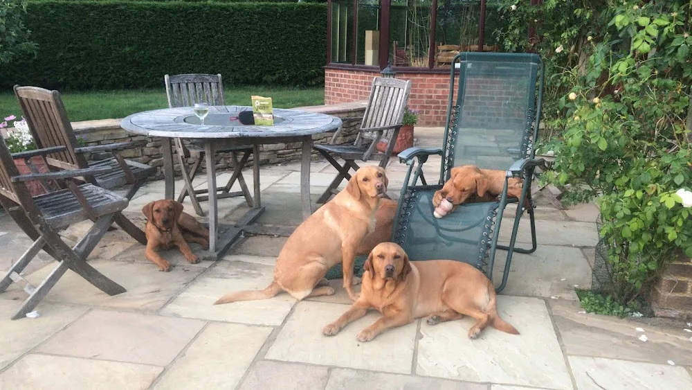 Sussex Dog Boarding - Plummers Plain pet otel