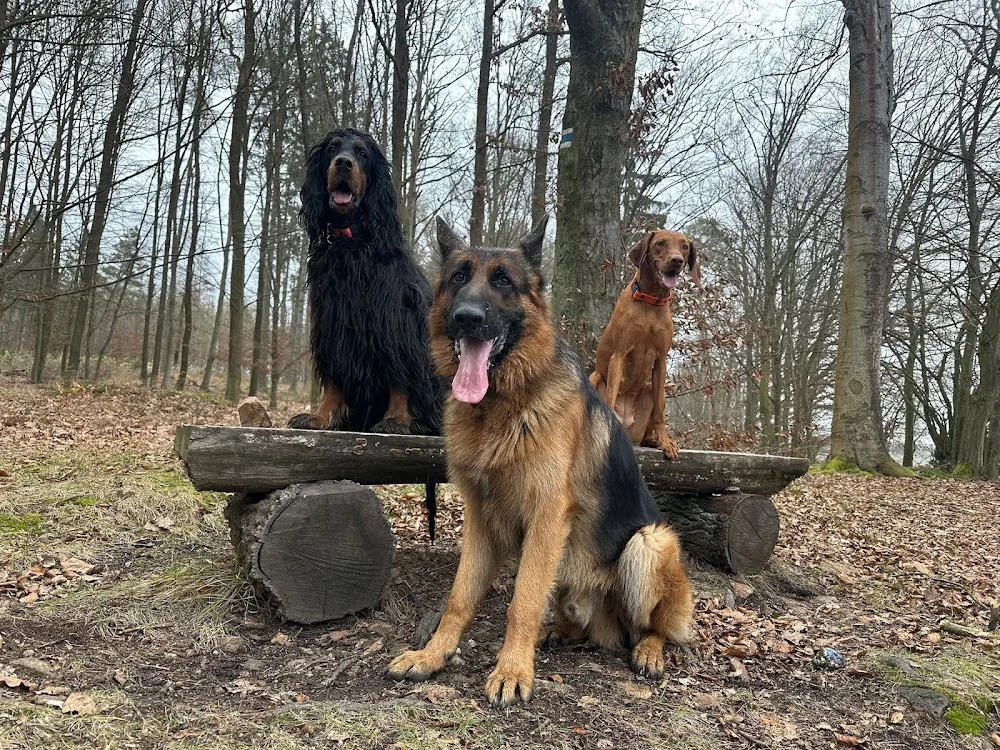 PETS NANNY – VENČENÍ A HLÍDÁNÍ PSŮ A KOČEK PLZEŇ A BEROUN - Plzeňský kraj pet otel