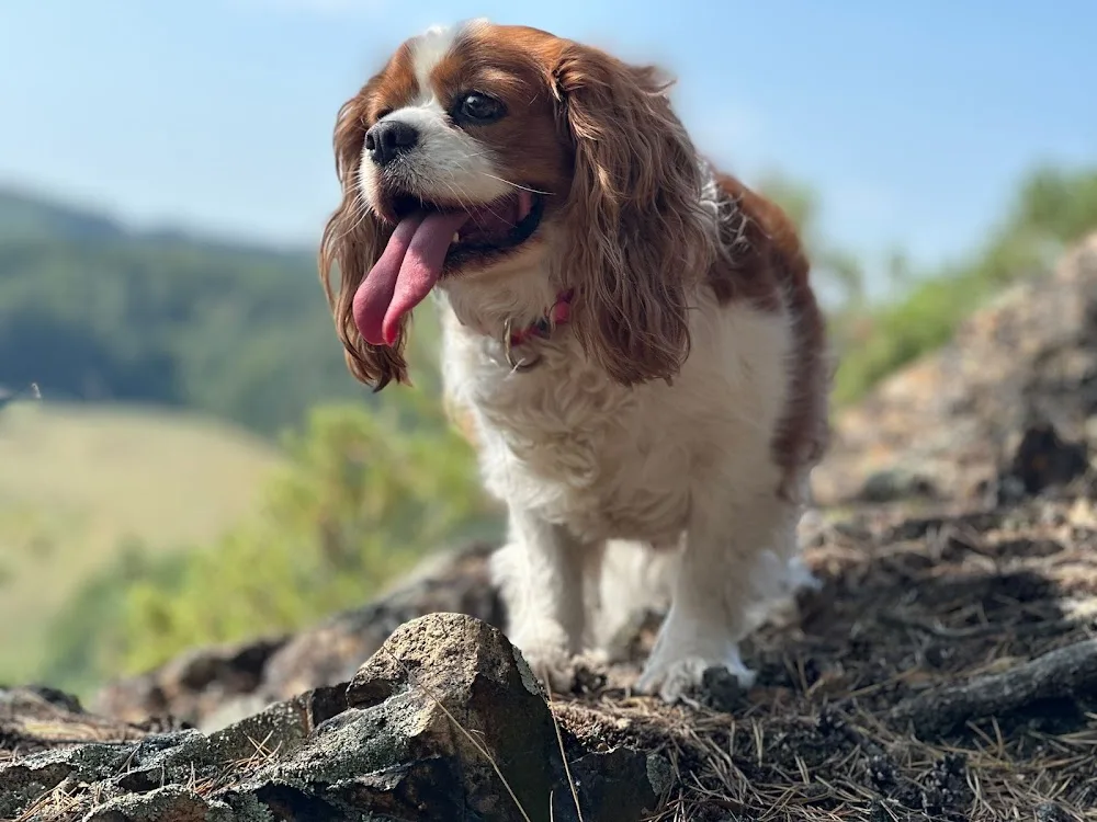 PETS NANNY – VENČENÍ A HLÍDÁNÍ PSŮ A KOČEK PLZEŇ A BEROUN - Plzeňský kraj pet otel görseli 3