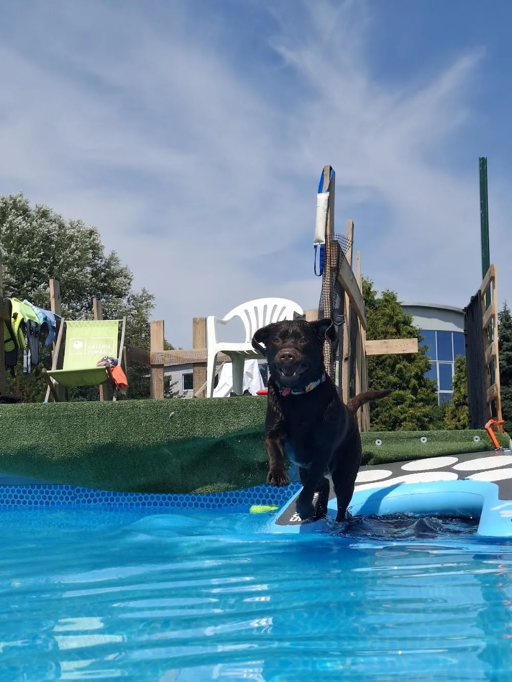 Doggy Village - 5 gwiazdkowy resort dla psów warszawa - Podlaskie pet otel görseli 3
