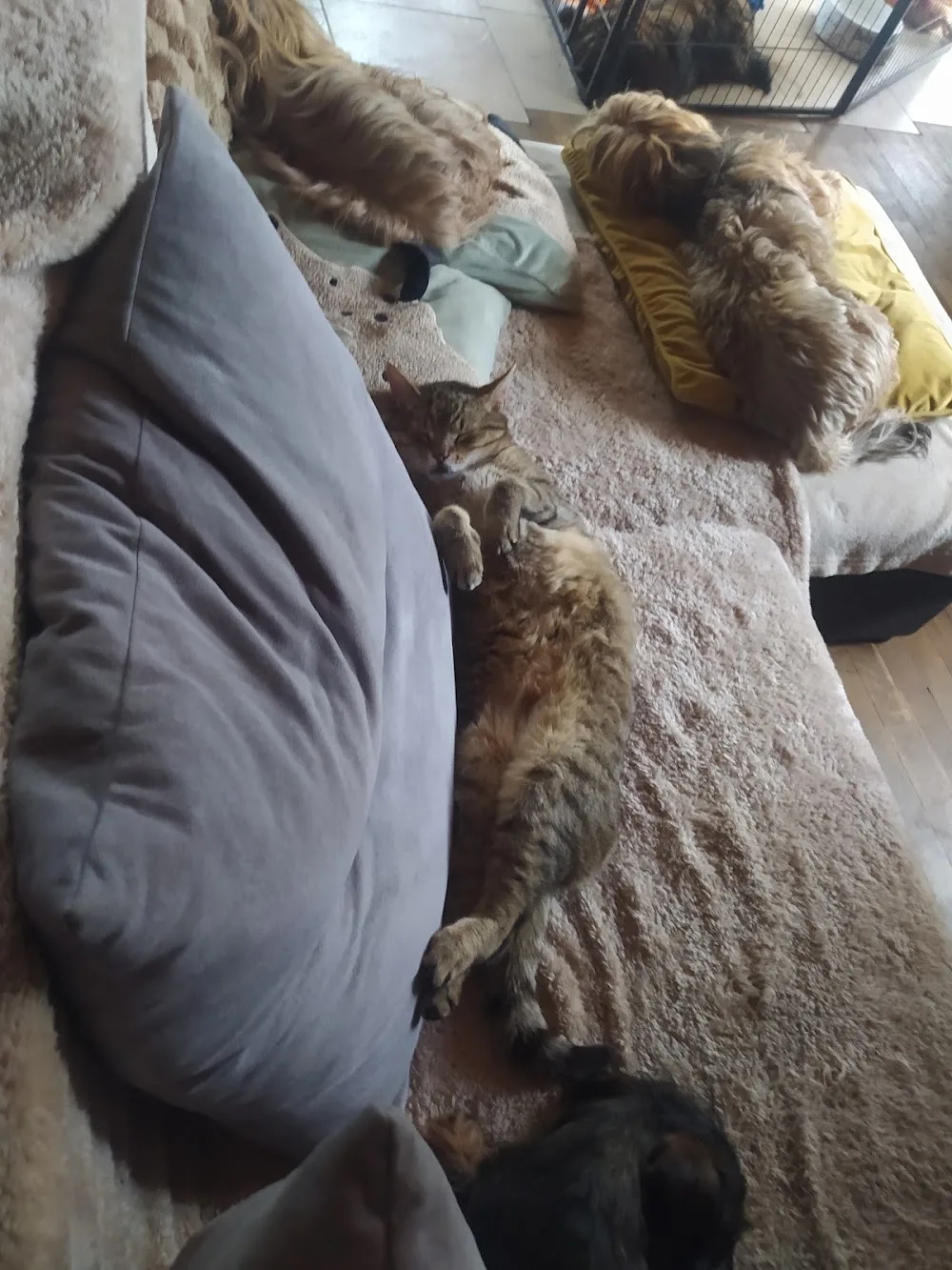 OTO DOG Hotel dla Psów - Podlaskie pet otel görseli 3