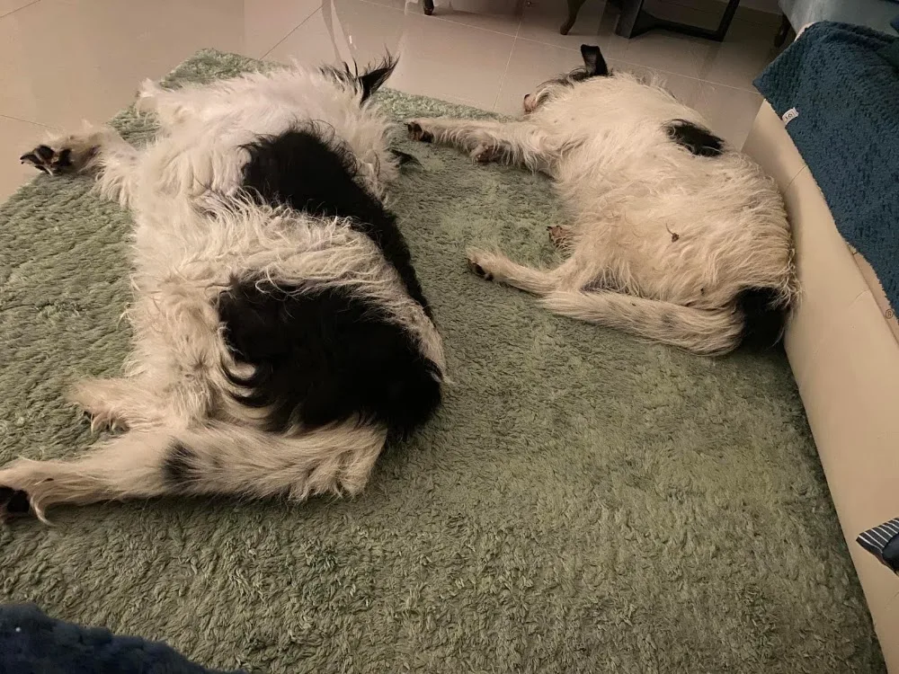 Psi Grand Hotel dla psów - Wyszków - Podlaskie pet otel görseli 3