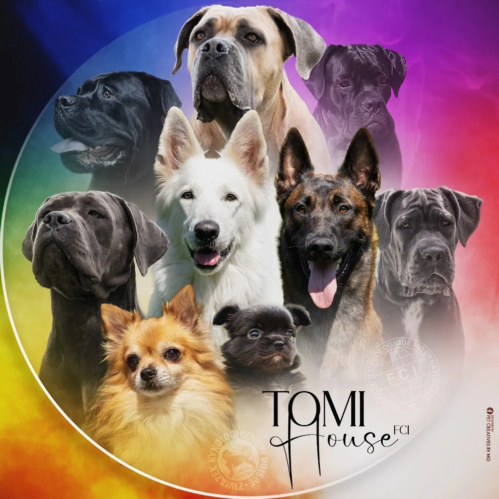 Tomi House hodowla, hotel i szkolenia dla psów Warszawa Radzymin - Podlaskie pet otel