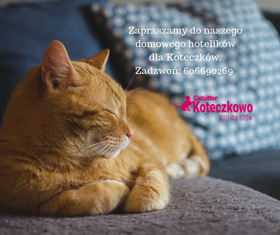 Catsitter Hotel dla kotów (DomowaOpiekaNadKotem) - Poland pet otel görseli 2