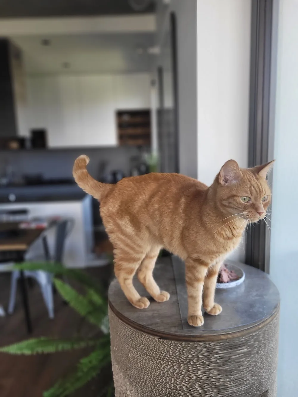 Catsitter Hotel dla kotów (DomowaOpiekaNadKotem) - Poland pet otel görseli 3