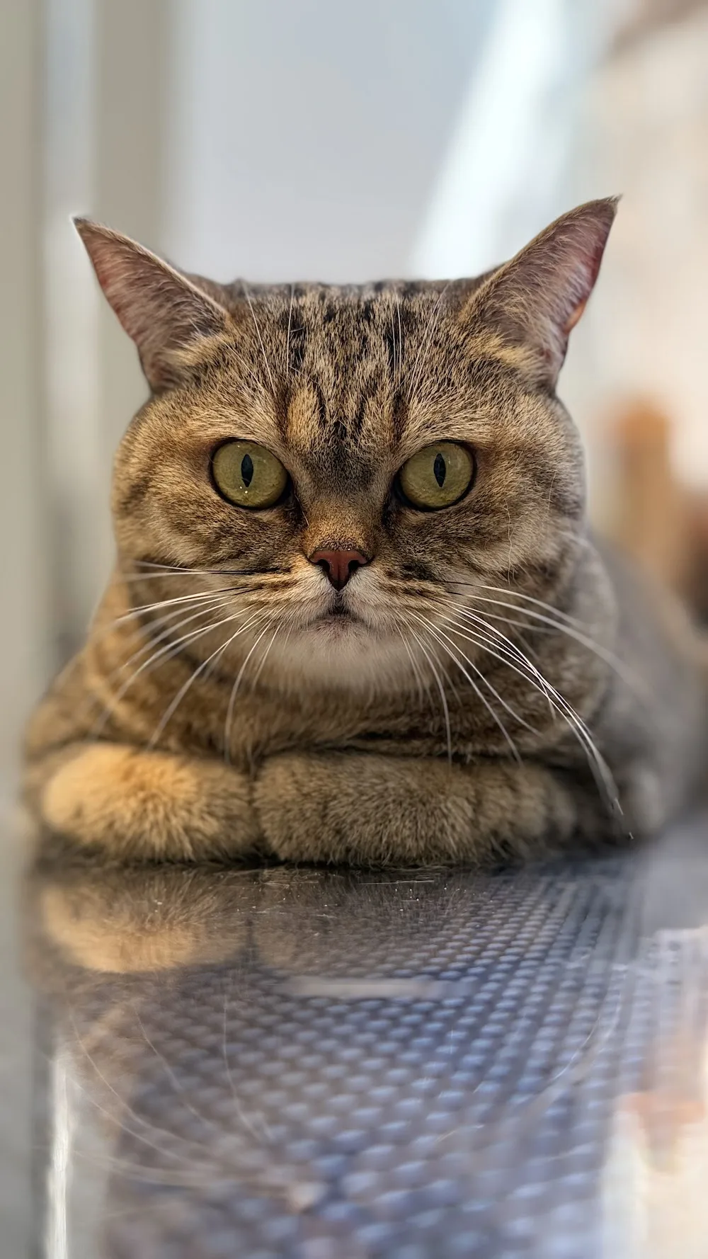 Citryn Cat Hotel & SPA - Koci fryzjer - Warszawa - Poland pet otel görseli 2