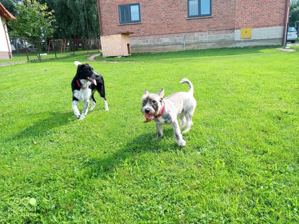 Hotel dla zwierząt i Groomer Madagaskar Rzeszów - Poland pet otel görseli 2