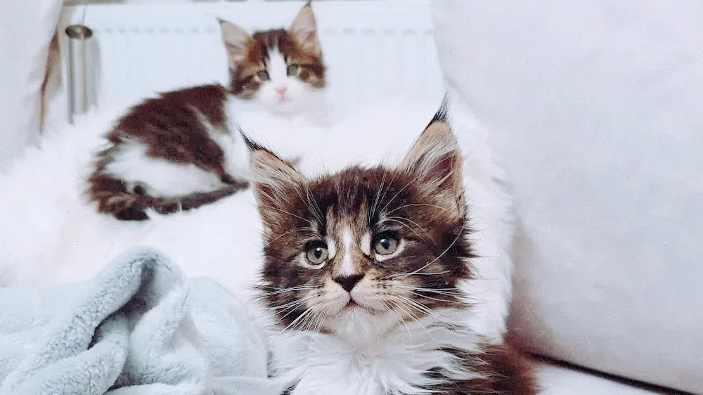 NekoCon Cattery Hodowla kotów rasy MAINE COON MCO (ex. NekoCoon) - Poland pet otel görseli 2