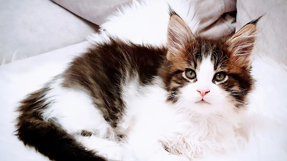 NekoCon Cattery Hodowla kotów rasy MAINE COON MCO (ex. NekoCoon) - Poland pet otel görseli 3