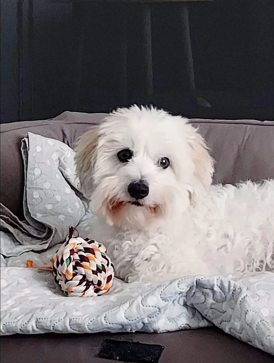 PetFamily Domowy Hotelik dla psów Warszawa - Poland pet otel görseli 2