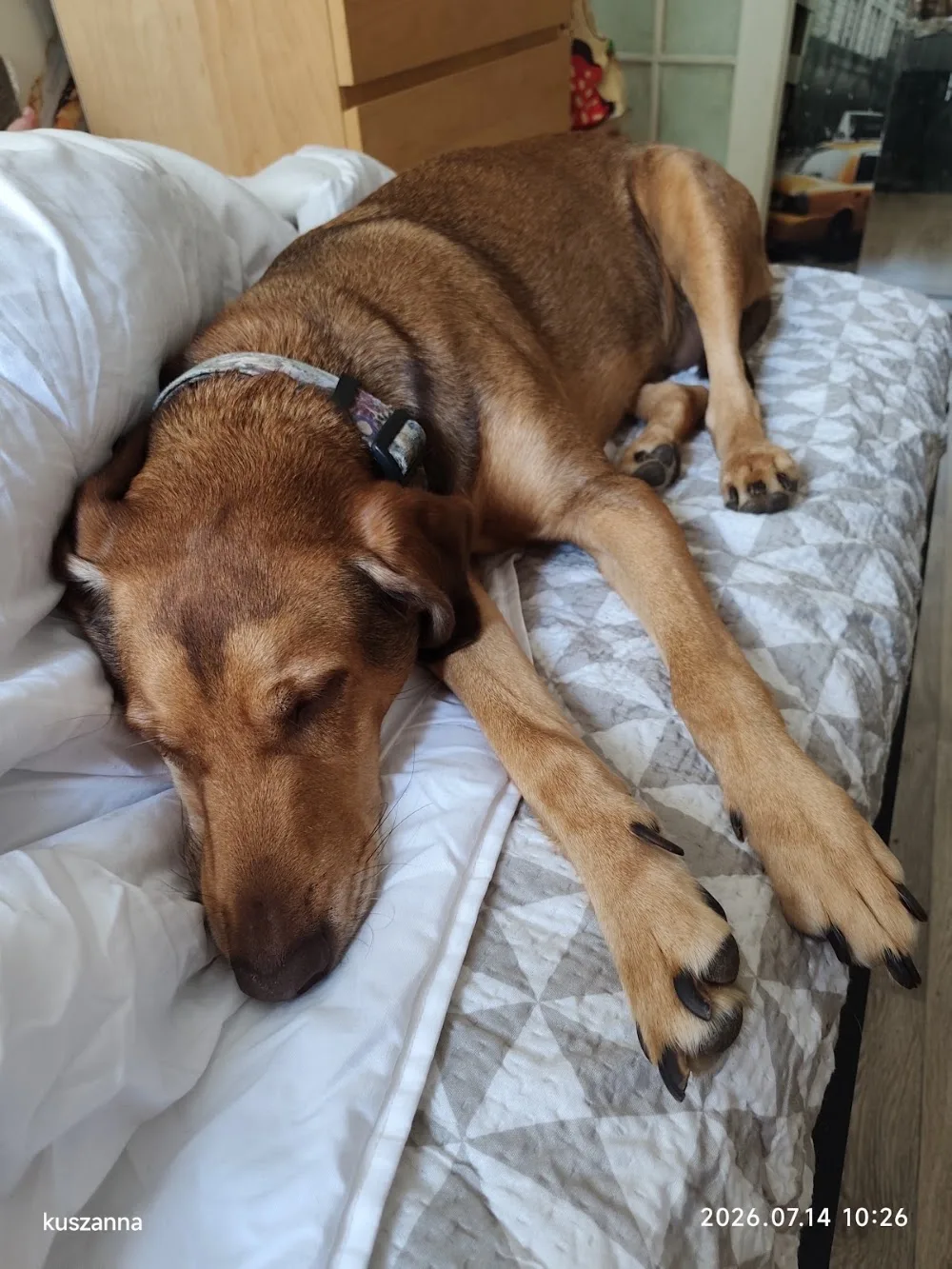 PetFamily Domowy Hotelik dla psów Warszawa - Poland pet otel görseli 3