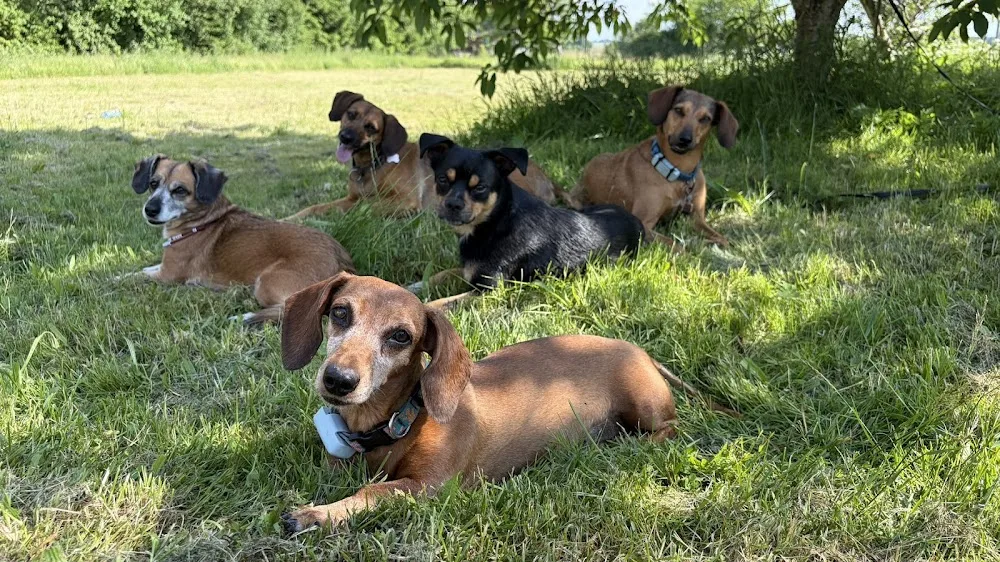 Helppsiaki - domowy hotel dla psów z behawiorystą - Pomerania pet otel