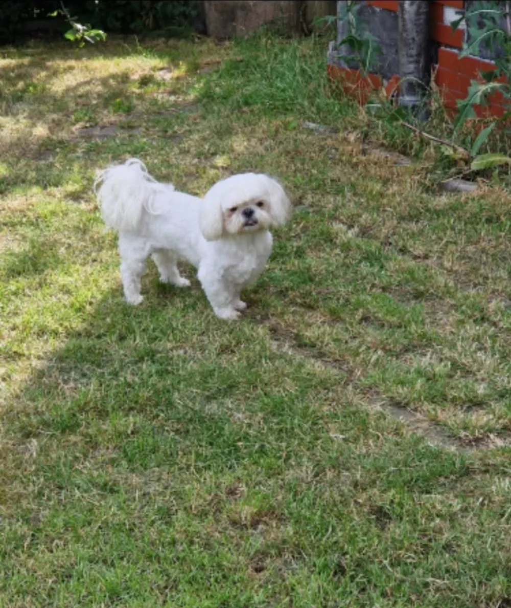 Hotel dla psów Happy Dog - Pomerania pet otel