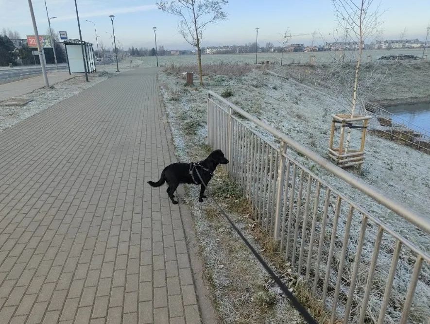 Hotel dla psów Happy Dog - Pomerania pet otel görseli 3