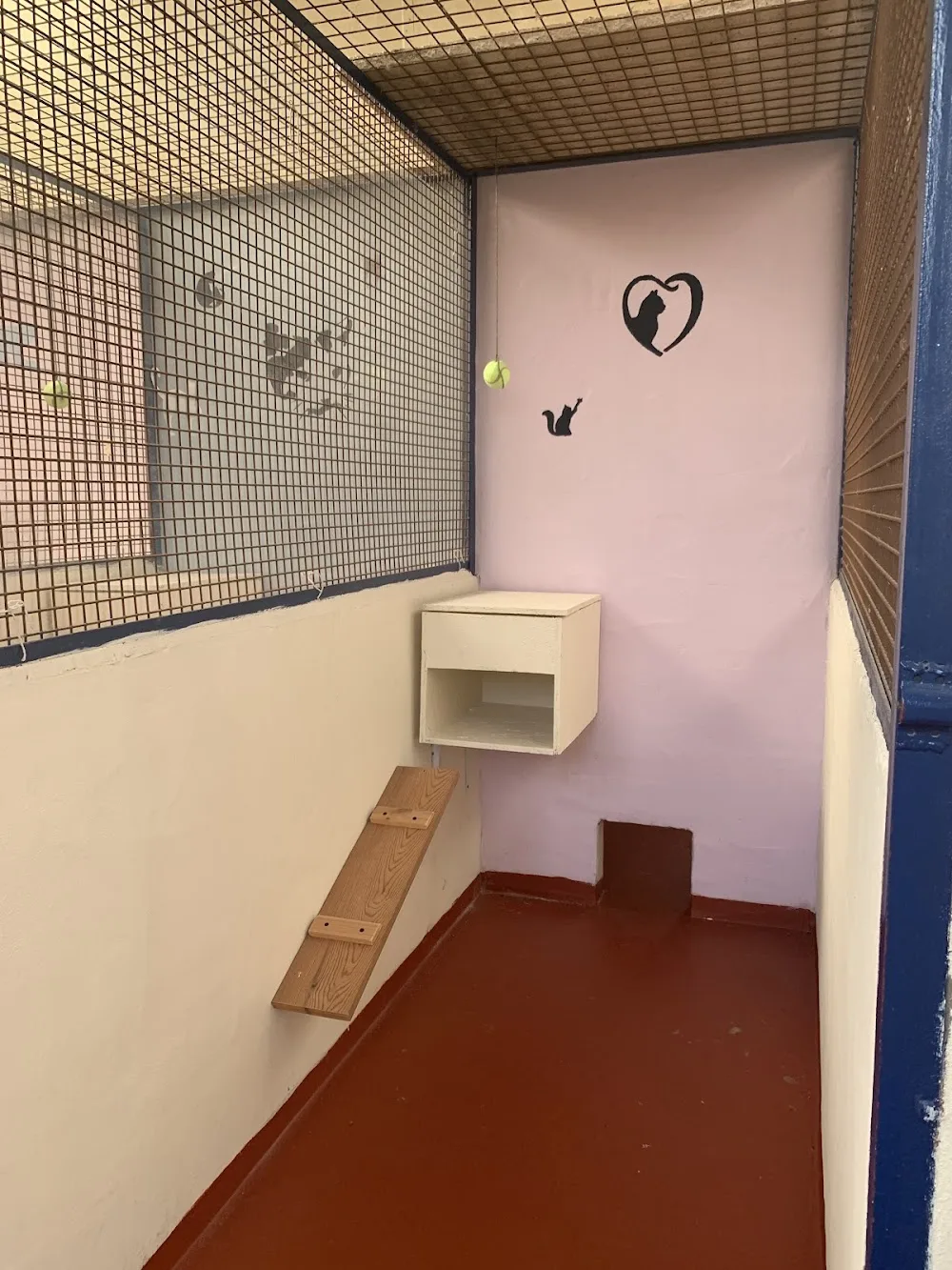 Moorlands Cattery - Pontesford pet otel görseli 3