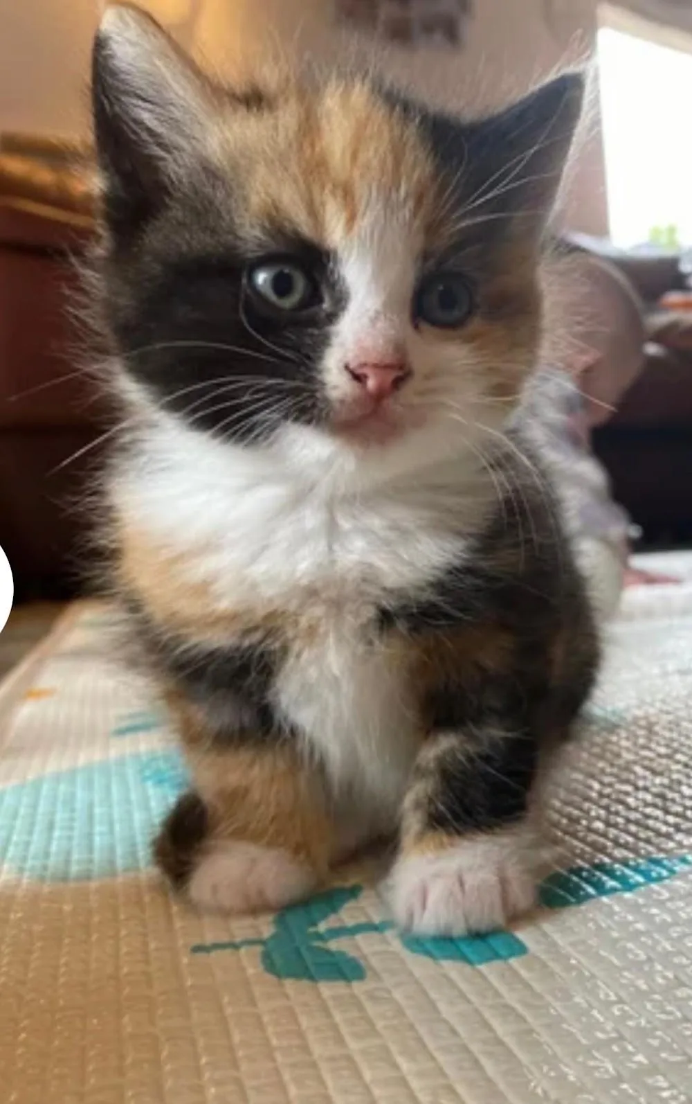 Mulberry Cottage Cat Hotel - Pontesford pet otel