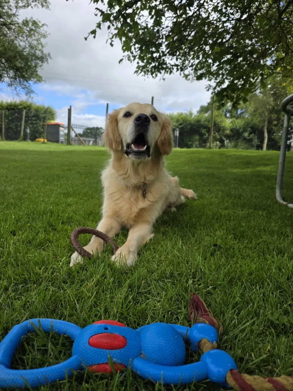 Whitley Crest Boarding and Doggy Daycare - Pontesford pet otel