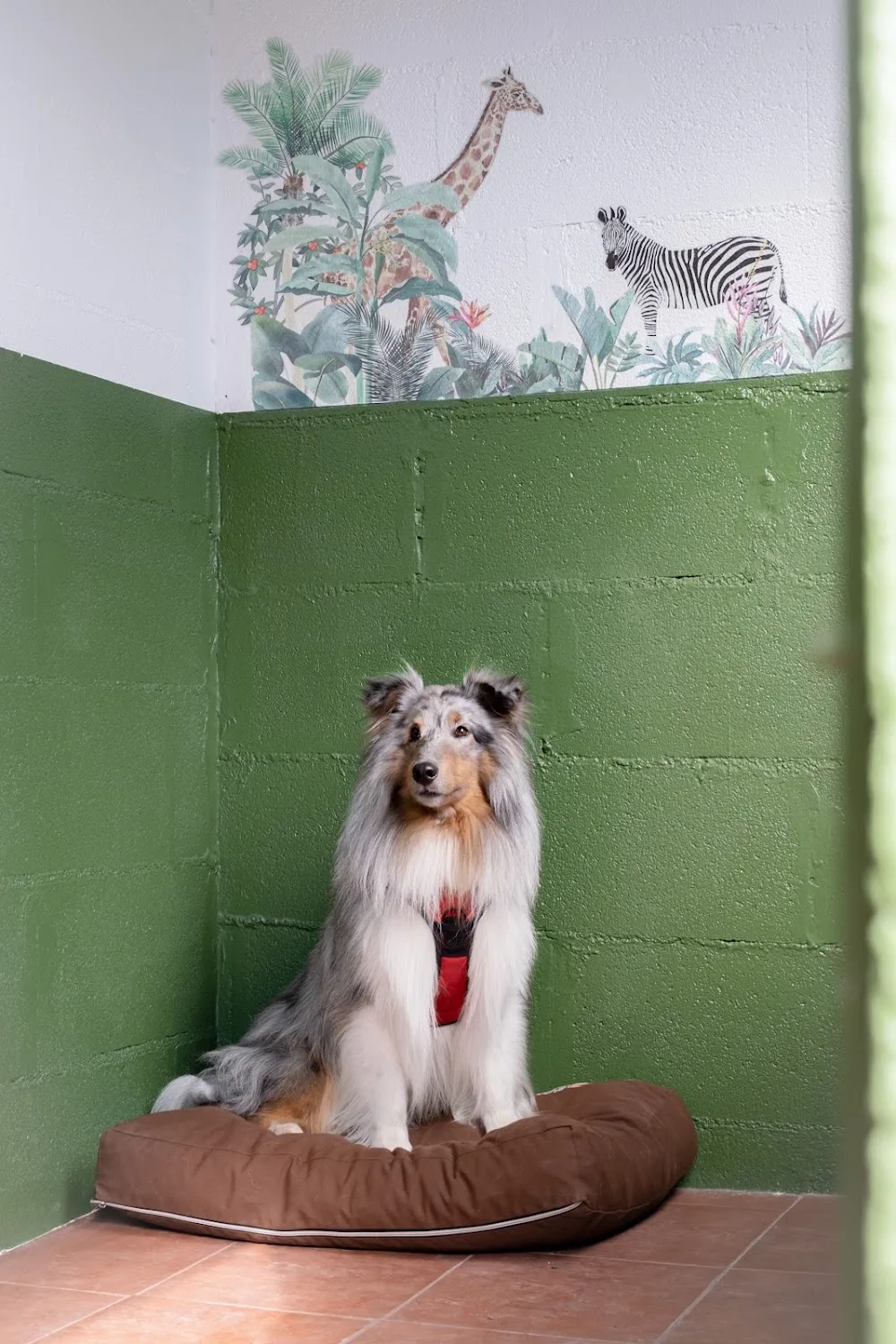 Centro Canino Canedupo Ponteareas - Pontevedra pet otel
