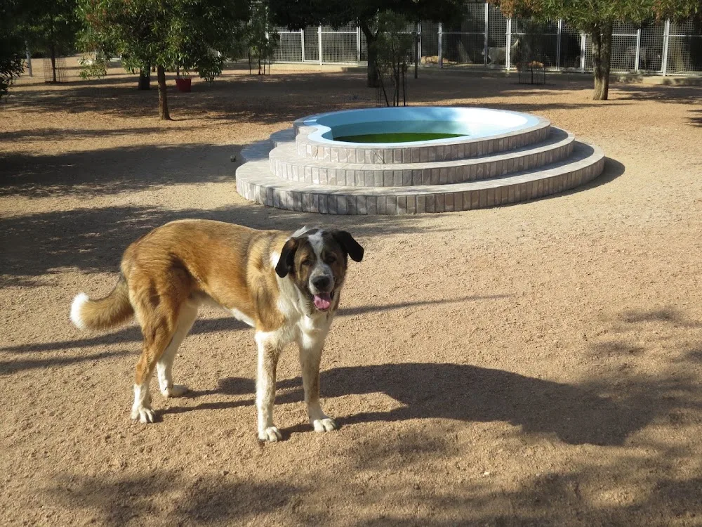 Pet Hotel Forte d'Elvas - Portalegre pet otel görseli 3