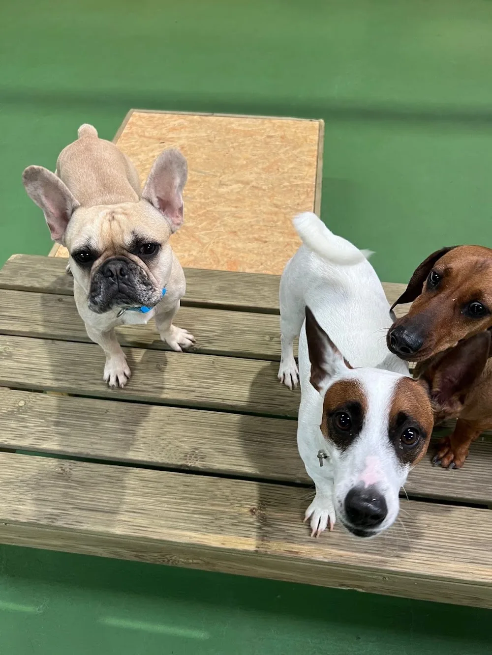LEX PET - Hotel, Daycare & SPA - Porto pet otel