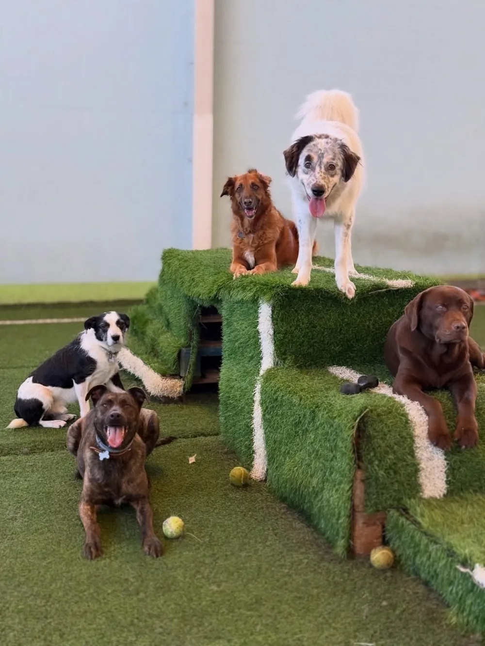 Pet Home - Hotel e Creche para cães - Porto pet otel