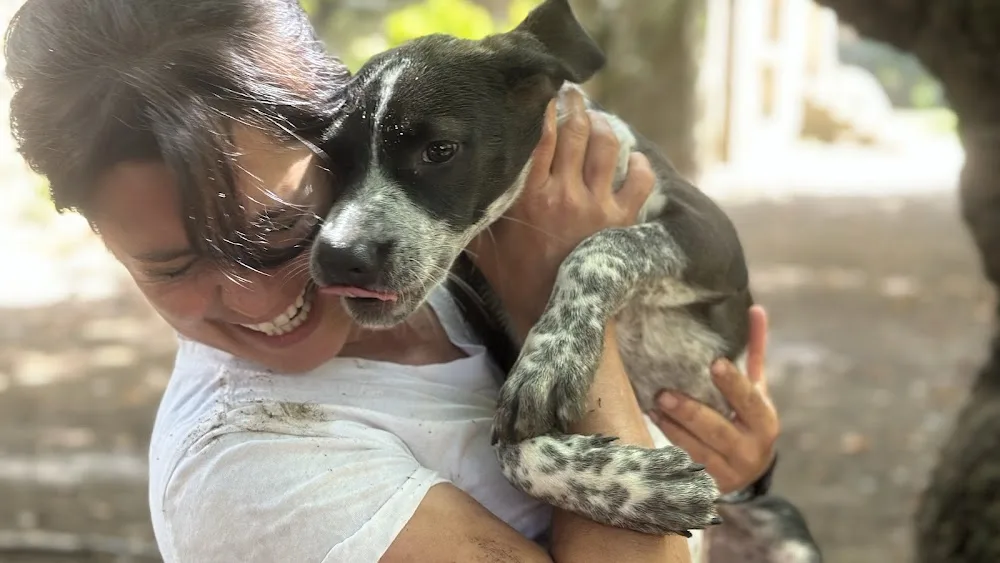 The Castle Dog Hotel & Retreat - Porto pet otel