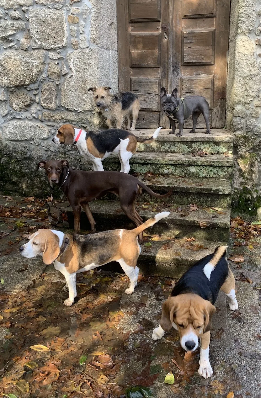 The Castle Dog Hotel & Retreat - Porto pet otel görseli 3