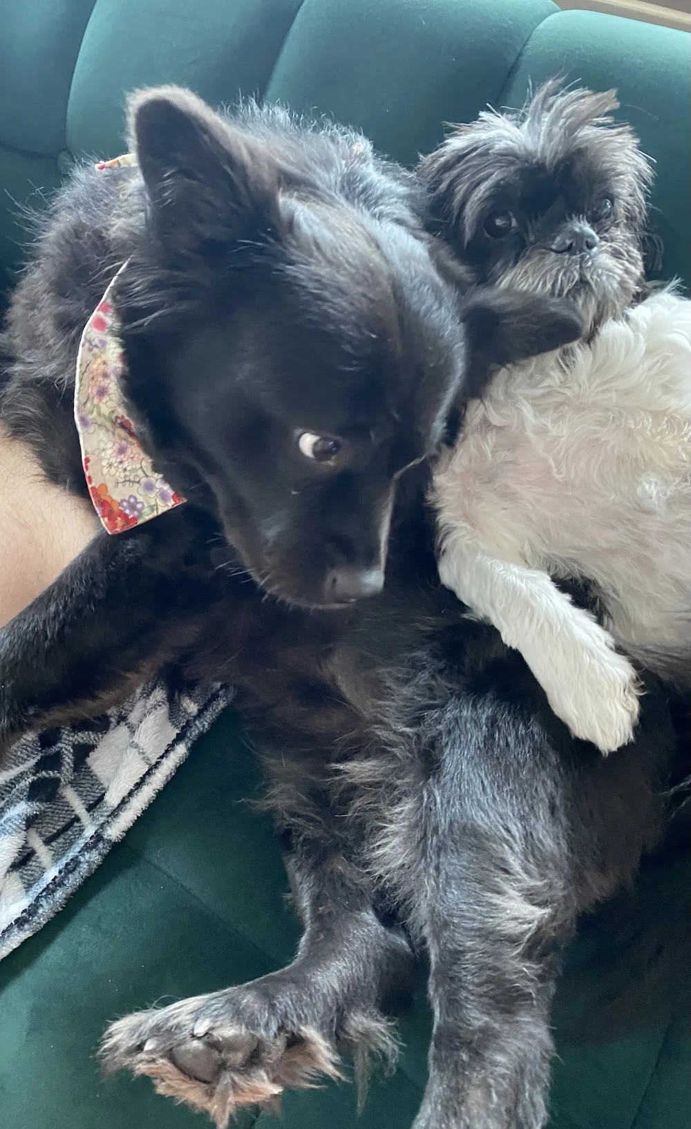 Vivi's Pets - Petsitter - Porto pet otel