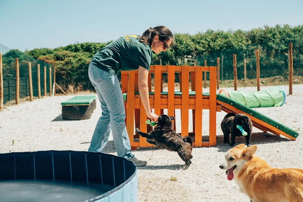 Creche | Escola e Hotel para Cães by Veterinários Sobre Rodas - Portugal pet otel görseli 2