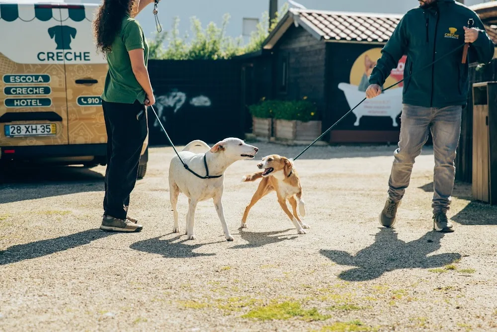 Creche | Escola e Hotel para Cães by Veterinários Sobre Rodas - Portugal pet otel görseli 3